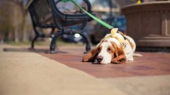 天氣熱了，寵主們請停止對狗狗的傷害！