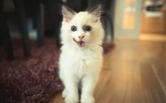 只需看這幾點，就能判斷貓咪熱不熱