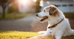 合理喂養(yǎng)寵物狗有技巧，你知道嗎? 華興寵物食品