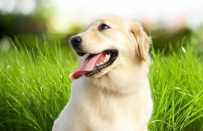 狗狗挑食不愛(ài)吃飯，究竟怎么回事？！