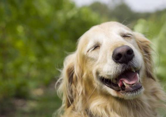 別再誤會(huì)狗狗了，它的這些行為，內(nèi)心想法是這樣的