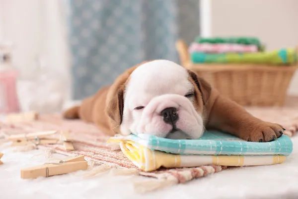 冬天給狗狗梳毛時(shí)總有靜電怎么辦？