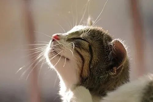 養(yǎng)貓忠告：這3件事一定要做，還有3件事千萬不要做！