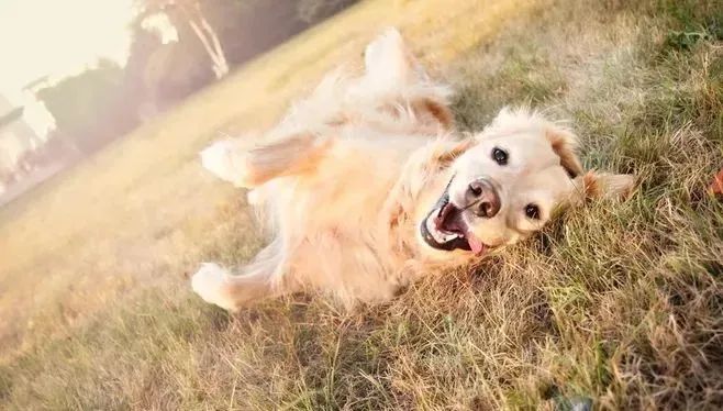 撒嬌狗狗最好命！狗界撒嬌狂，養(yǎng)一只很幸福！